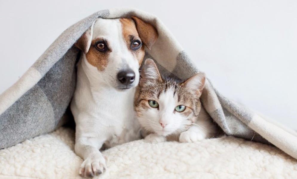 3 motivos para contratar o seguro pet